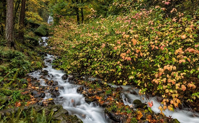 Wahkeena Creek 16-6300.jpg